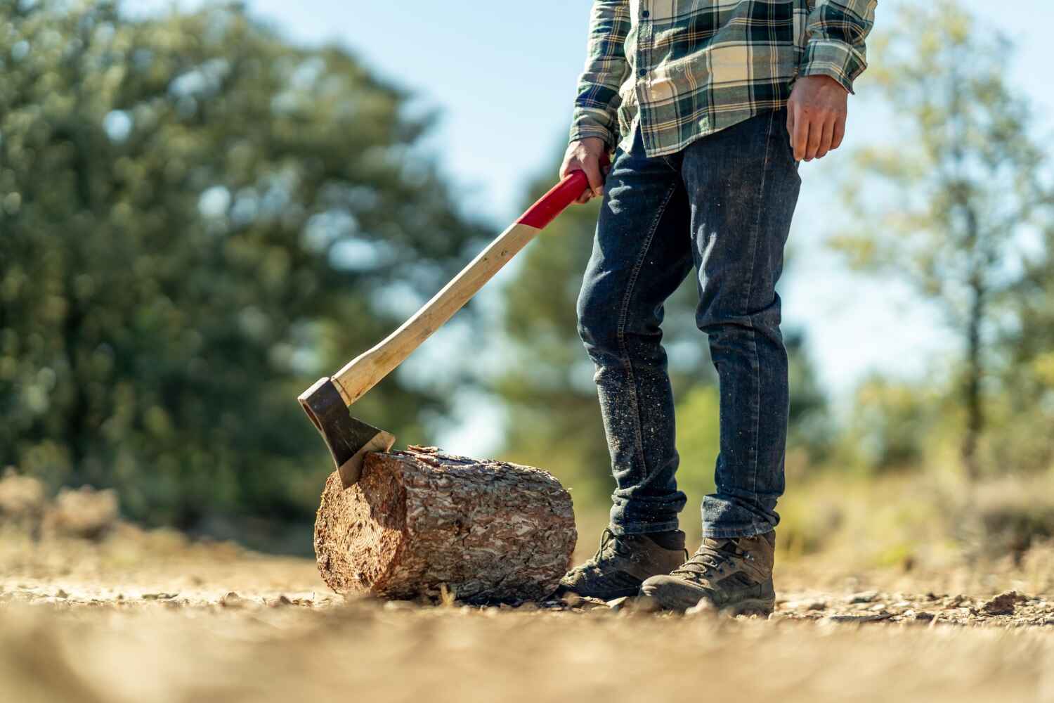 Tree Root Removal in Carpentersville, IL